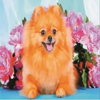 Алмазна мозаїка 